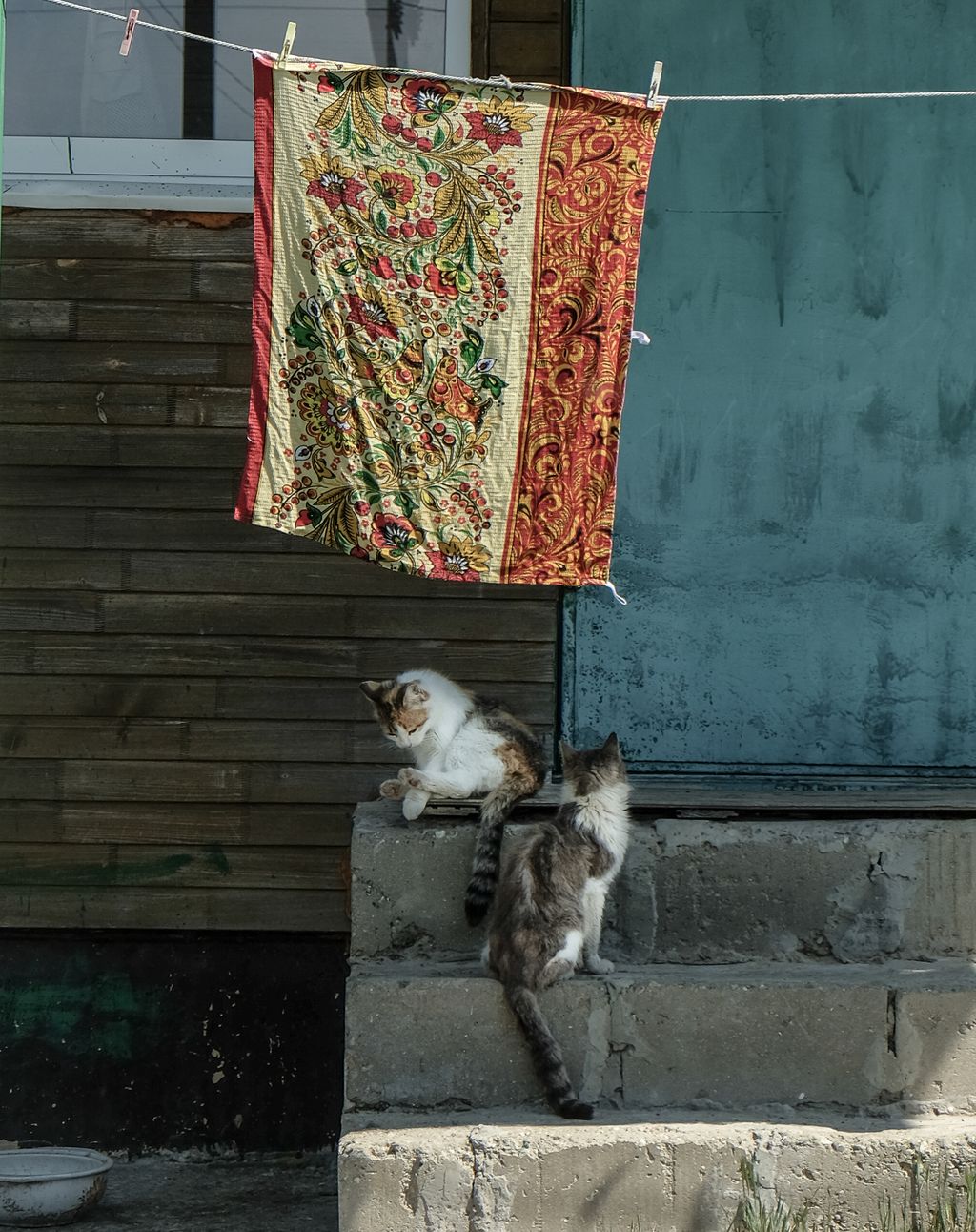 «Застывшая Кубань». Фотопроект о магическом реализме южного края, Кошки сидят на крыльце дома Татьяны в ожидании ужина — discours.io