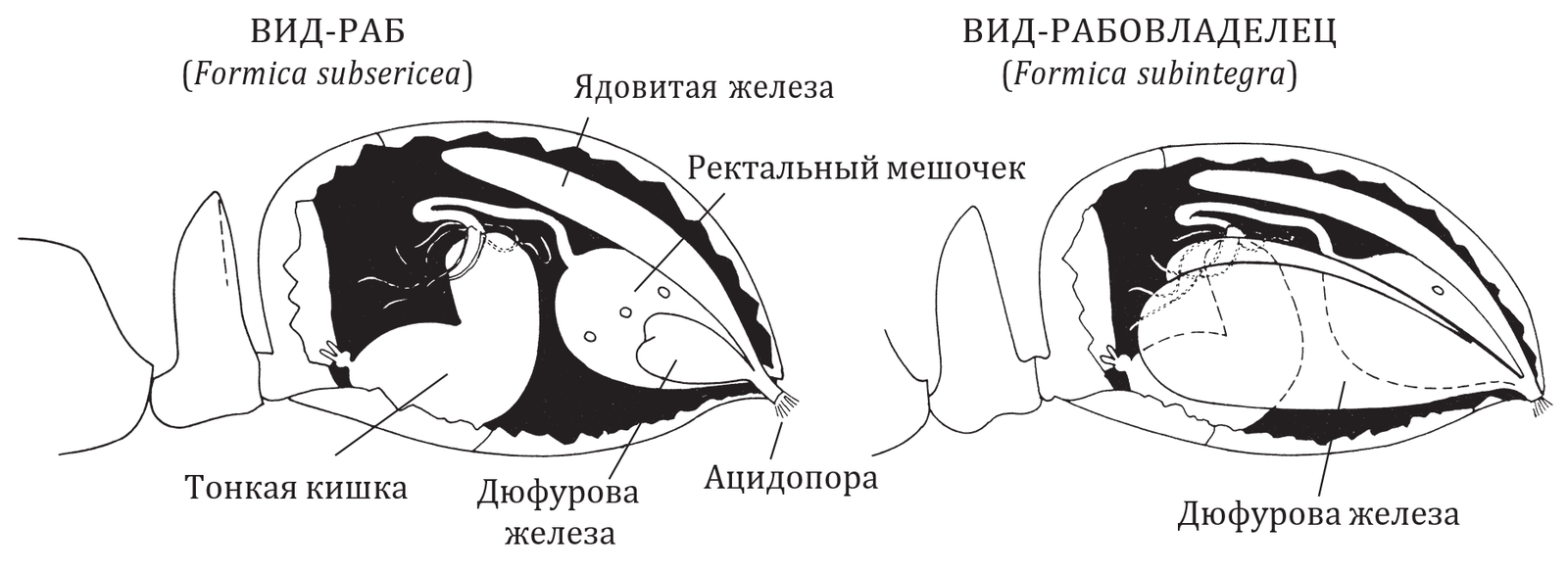 Американский муравей-рабовладелец Formica subintegra использует «вещества пропаганды», которые в изобилии производит его заметно увеличенная Дюфурова железа. Эти вещества, напоминающие феромоны тревоги, сбивают с толку защитников и заставляют их разб