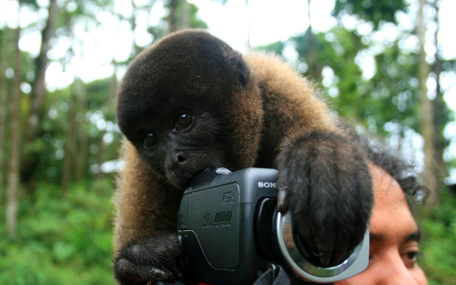 Lucas McDaniel / Flickr.com / YouTube’ом по голове! — Discours.io