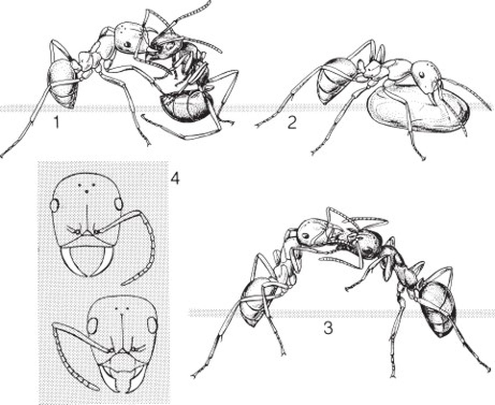 Сцены из повседневной жизни европейских муравьёв-амазонок Polyergus rufescens. (1) Рабочий Polyergus атакует защищающегося рабочего Formica fusca во время набега, а затем (2) возвращается в гнездо с куколкой Formica в коконе. (3) Раб Formica, появивш