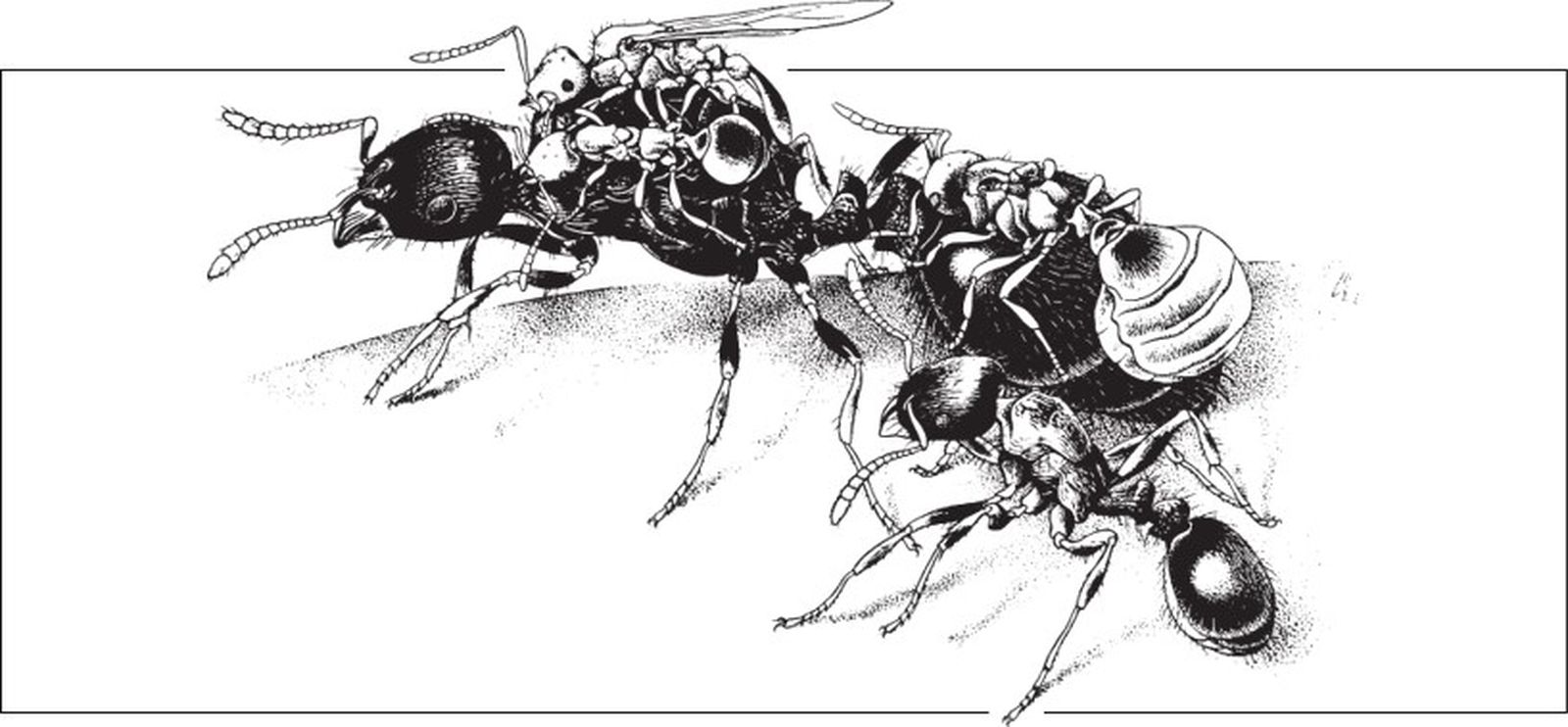 Социальный паразит Teleutomyrmex schneideri на теле хозяина Tetramorium caespitum. Слева — две королевы, сидящие на тораксе королевы хозяина. У них ещё не развились яичники, поэтому их брюшко плоское. У одной из них до сих пор сохранились крылья и, с