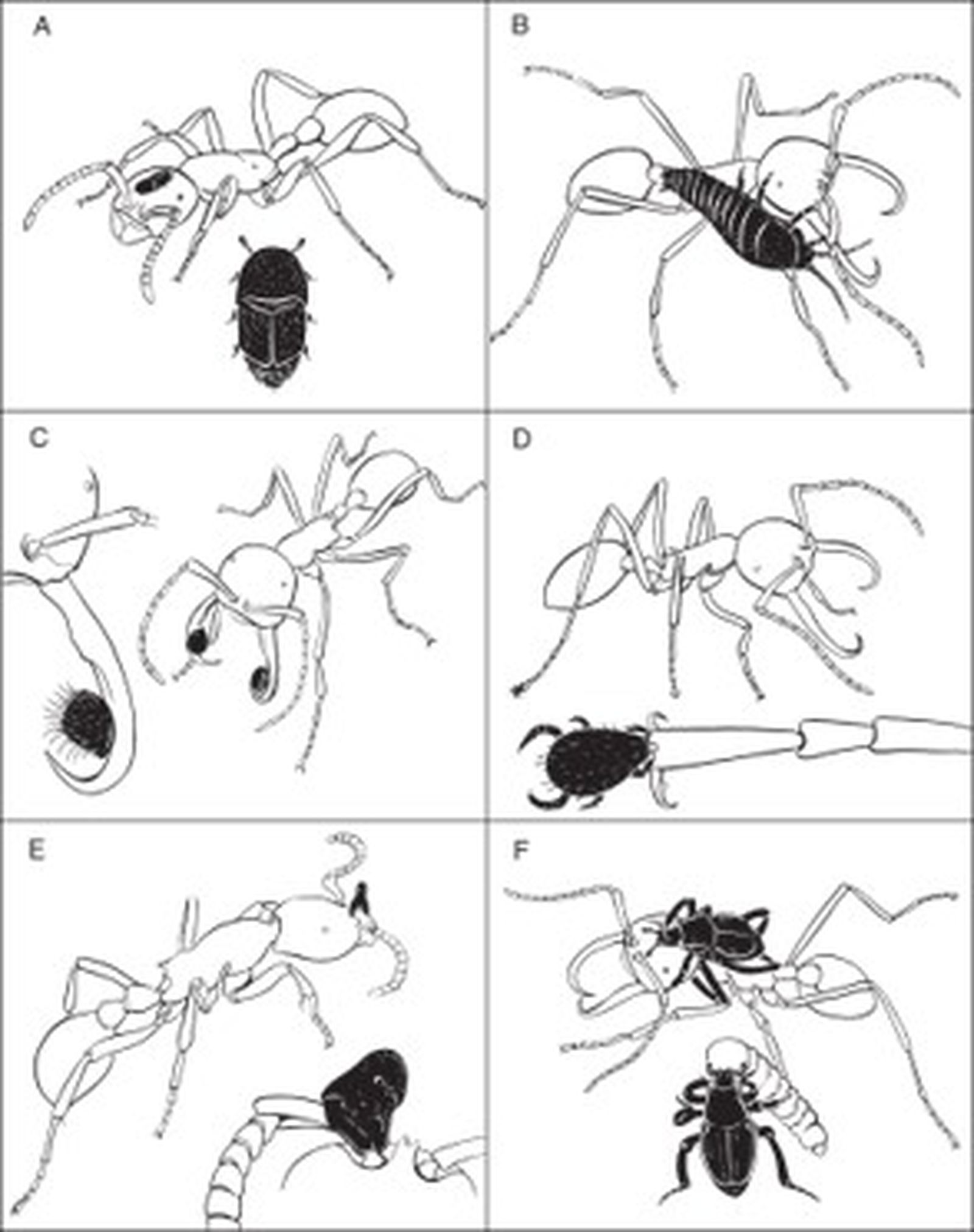 Шесть членистоногих (выделены чёрным) демонстрируют ряд симбиотических адаптаций к хозяевам — муравьям-кочевникам. (A) Paralimulodes wasmanni — жук-лимулодид, который проводит большую часть времени на теле хозяина — рабочего муравья Neivamyrmex nigre