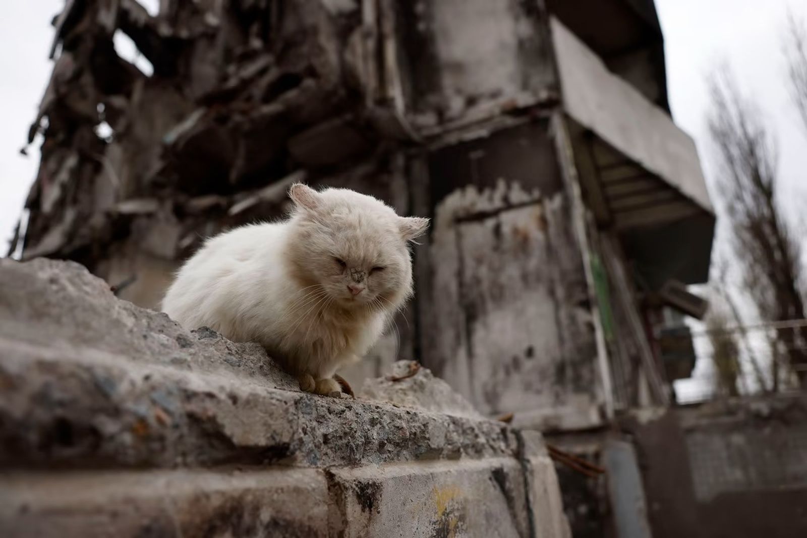 Кошка сидит посреди разрушенных зданий в Бородянке. 14 ноября / Jeff J Mitchell / Getty Images / Atlantic