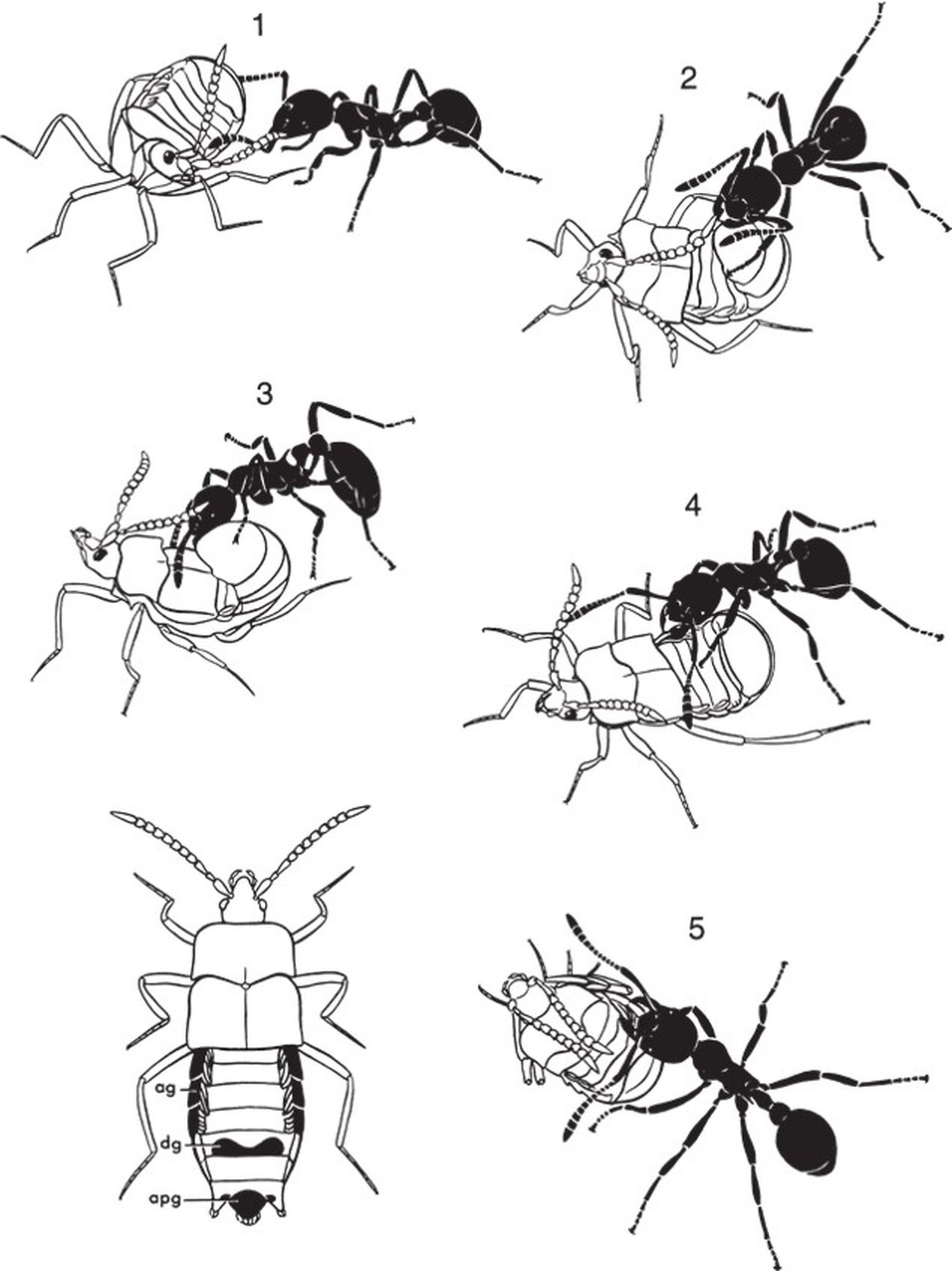 «Усыновление» европейских стафилинид Atemeles pubicollis муравьём-хозяином Myrmica. Рисунок в левом нижнем углу демонстрирует расположение трёх основных желёз на брюшке паразита: адоптивных (ag), защитных (dg), и умиротворяющих (apg). Жук подставляет