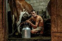 «Застывшая Кубань». Фотопроект о магическом реализме южного края, Пастух дядя Саша во время вечерней дойки коров — миниатюра