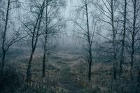 Сквозь туман,  — миниатюра