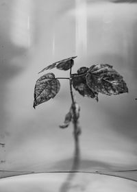 «Chemistry Art» Мариам Дудучавы: превращение химии в искусство,  — миниатюра