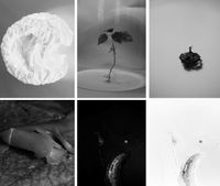 «Chemistry Art» Мариам Дудучавы: превращение химии в искусство,  — миниатюра