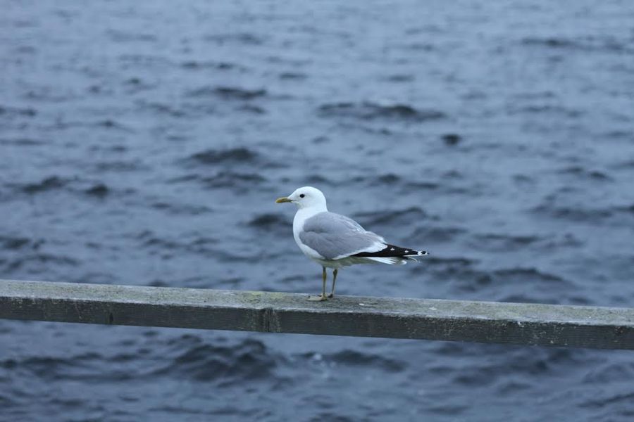 Во отоце океана моря